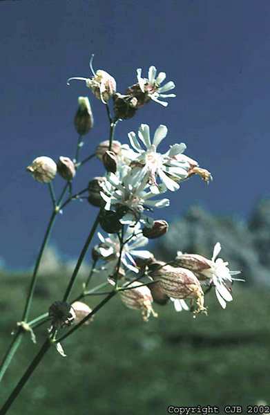 (21604)Silene vulgaris